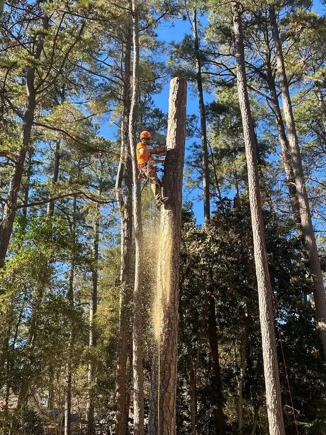 Tree climber looking up through tall pine trunks