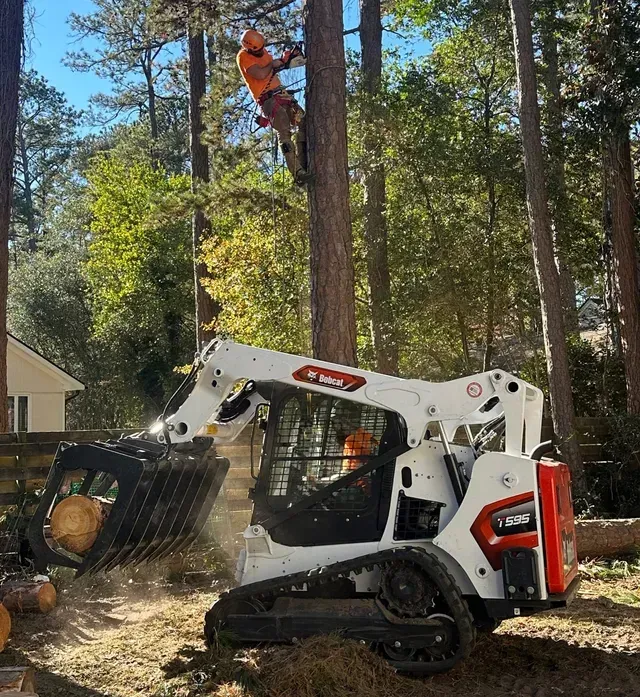 DC Tree Cutting climber ascending a mature oak for trimming assessment in Eastern NC