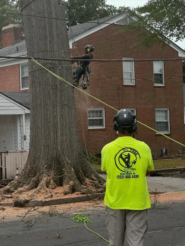 DC Tree Cutting climber in branded safety gear preparing for a residential tree job