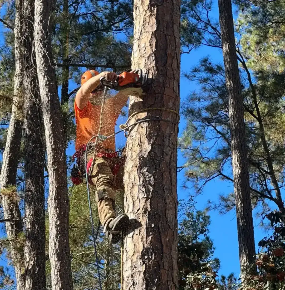 Tree climber cutting pine branch with chainsaw high in the canopy, sawdust spraying