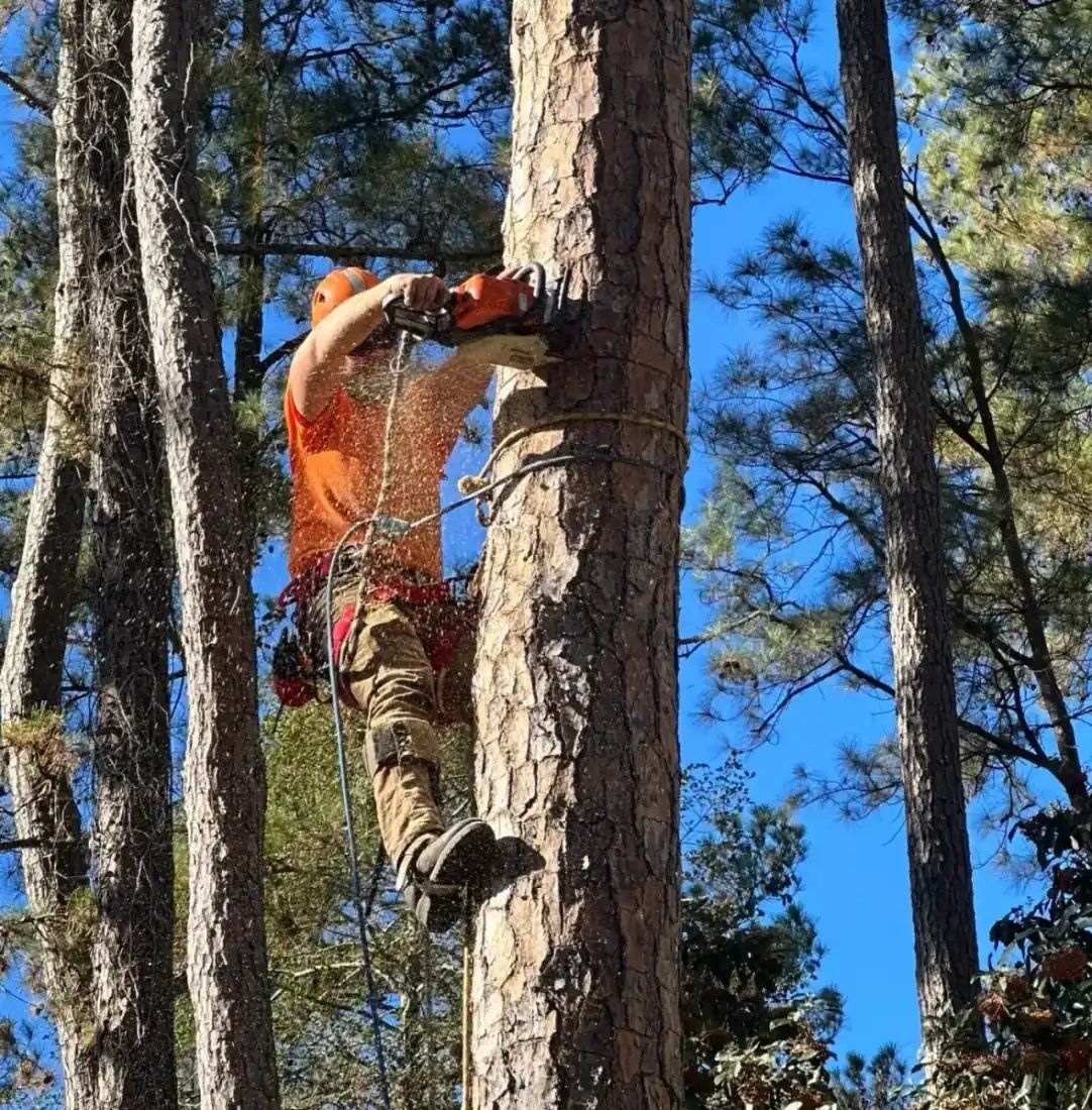 Climber cutting pine branch with chainsaw, sawdust spraying