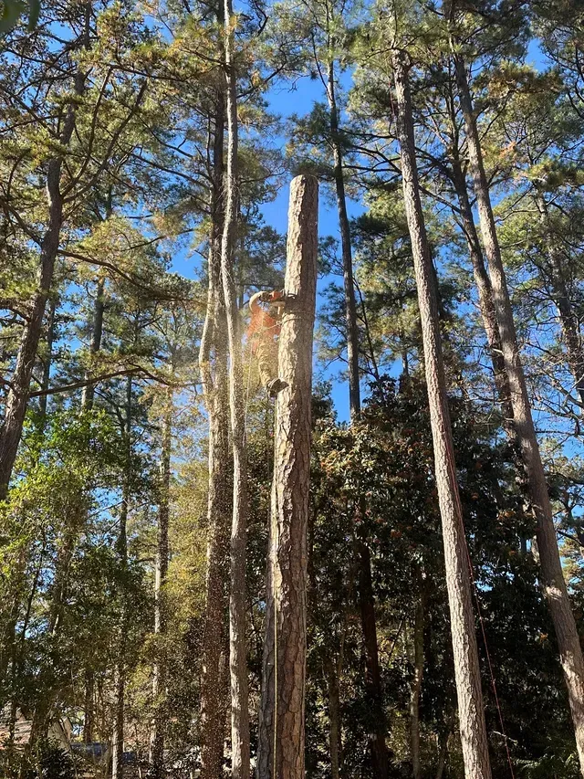 DC Tree Cutting climber inspecting pine canopy during pre-storm tree assessment in Eastern NC