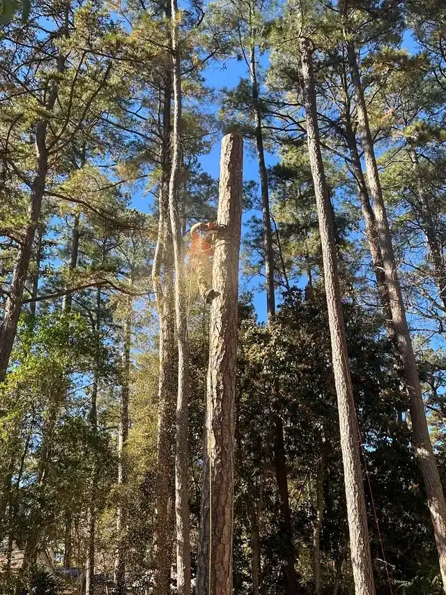 Climber high in pines with sawdust falling