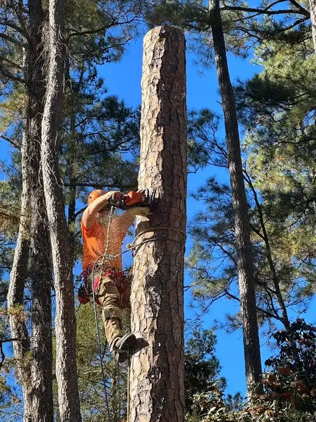 Climber working on pine tree with chainsaw