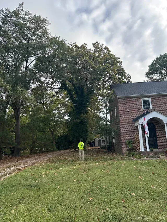 DC Tree Cutting crew assessing trees on a common area property