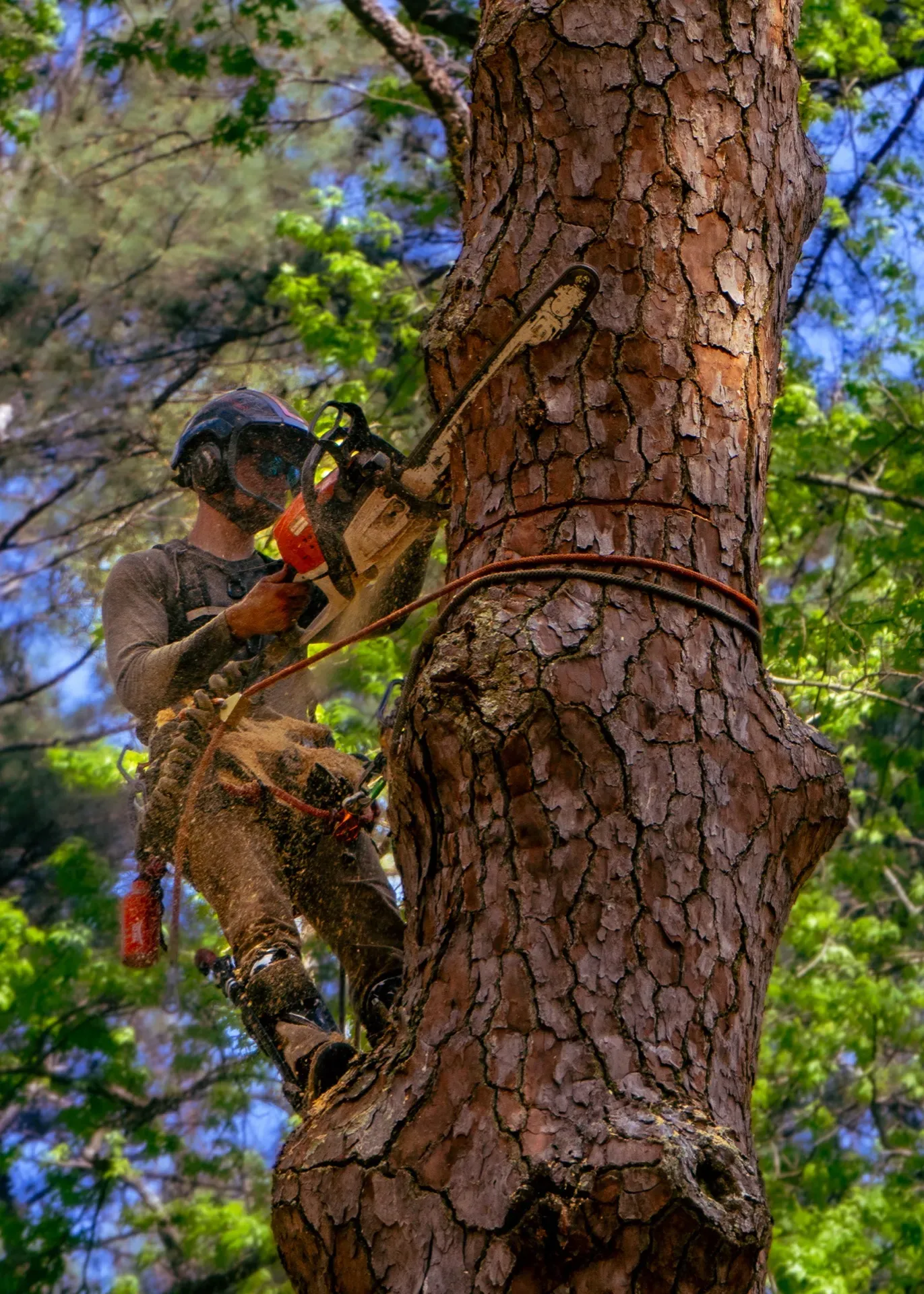 DC Tree Cutting climber with chainsaw on pine tree against blue sky