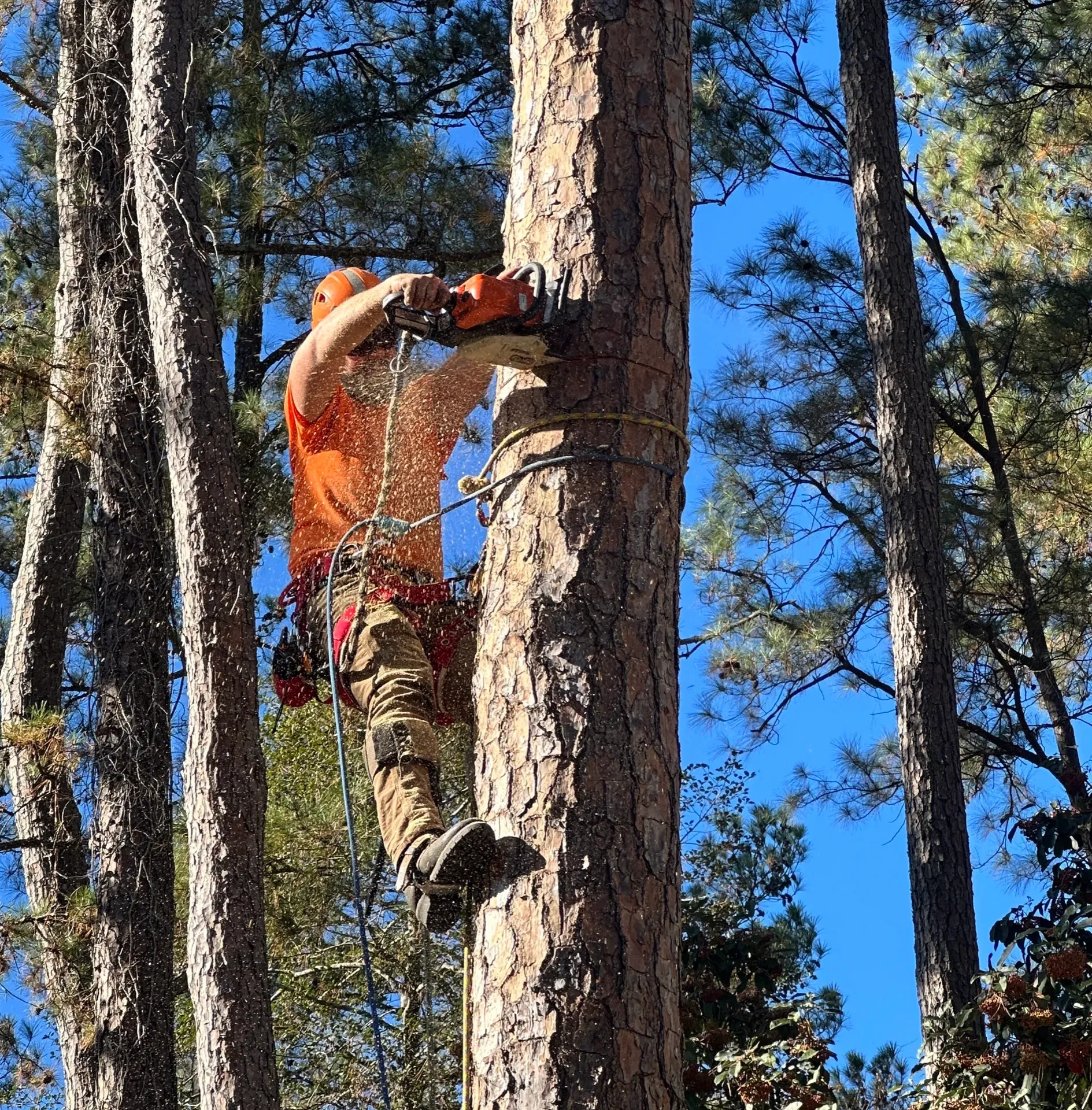Tree Trimming and Pruning in Eastern NC