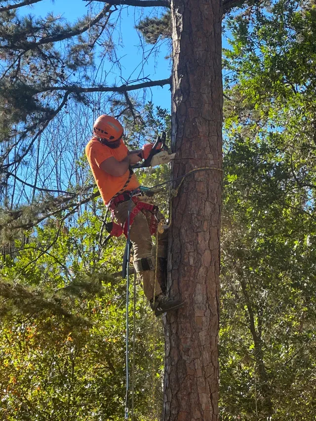 Climber working high in pine canopy