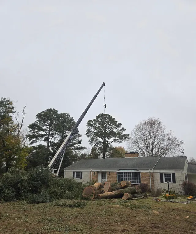 Tree Removal Service in Eastern NC