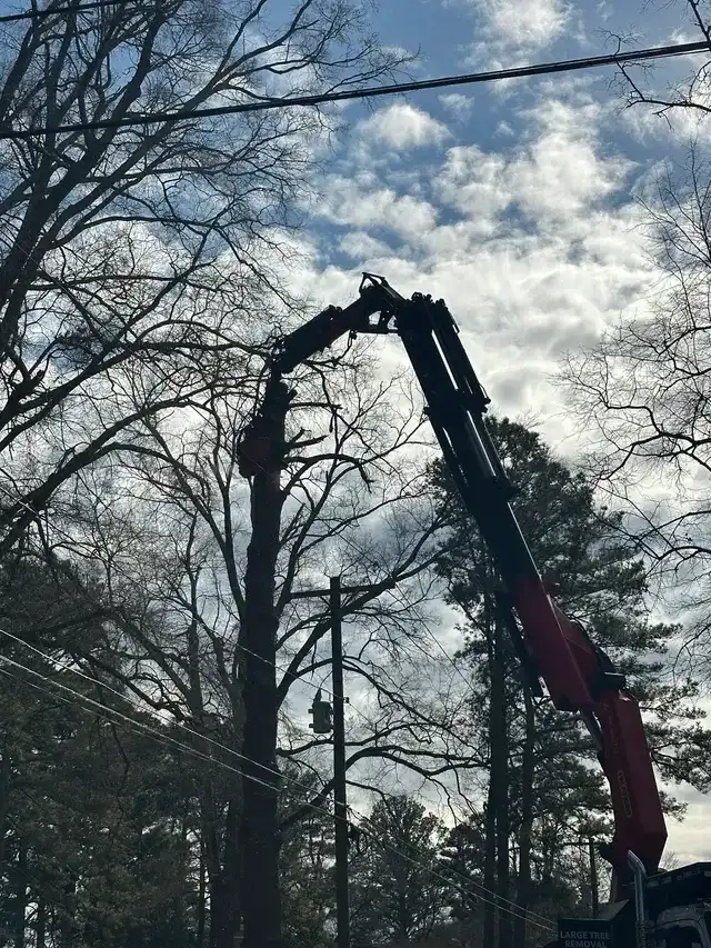 Crane silhouette against a bright sky during a residential tree removal